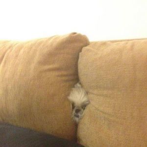 Meet your Posher, Debbie